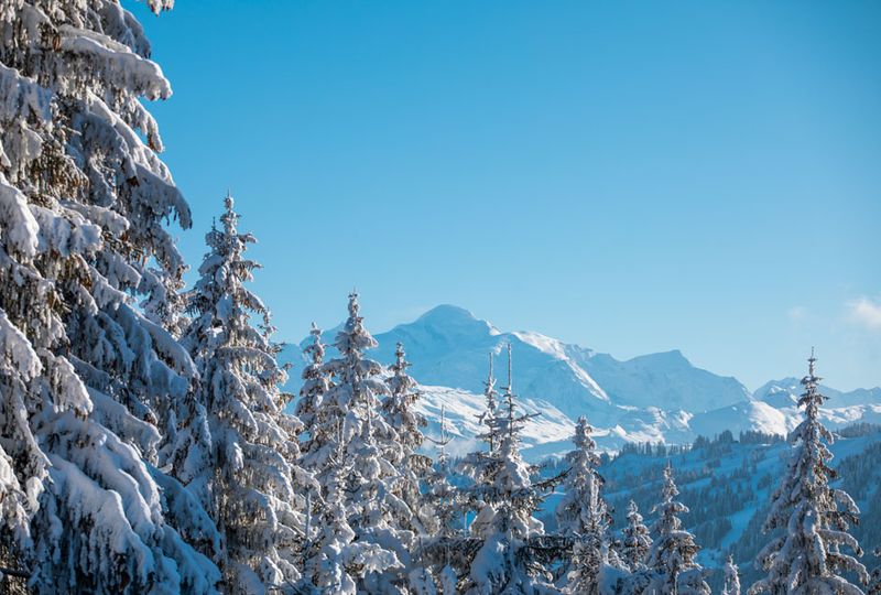 Tall, snow covered pine trees sit in foreground of image, with snow-covered mountain in the distance