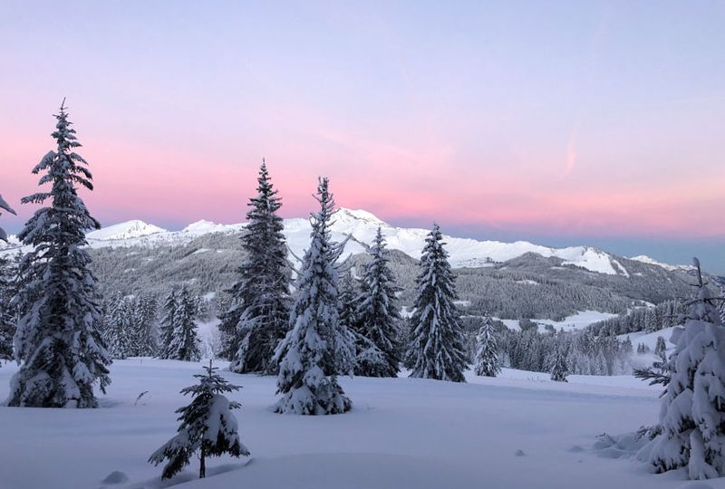 A pink sky suggests sunrise (or sunset) over a snowy landscape, with shadowed trees laden with snow, white peaks in the distance