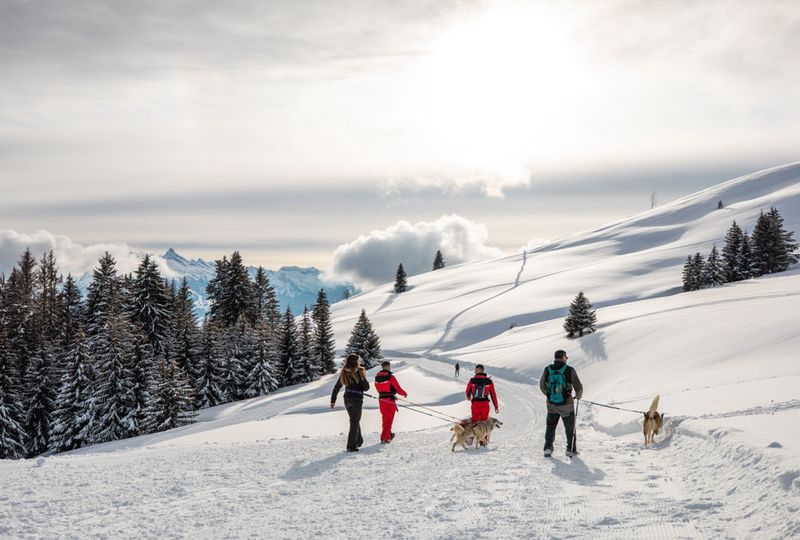 four friends take two husky dogs for a walk in a high mountain setting on deep snow