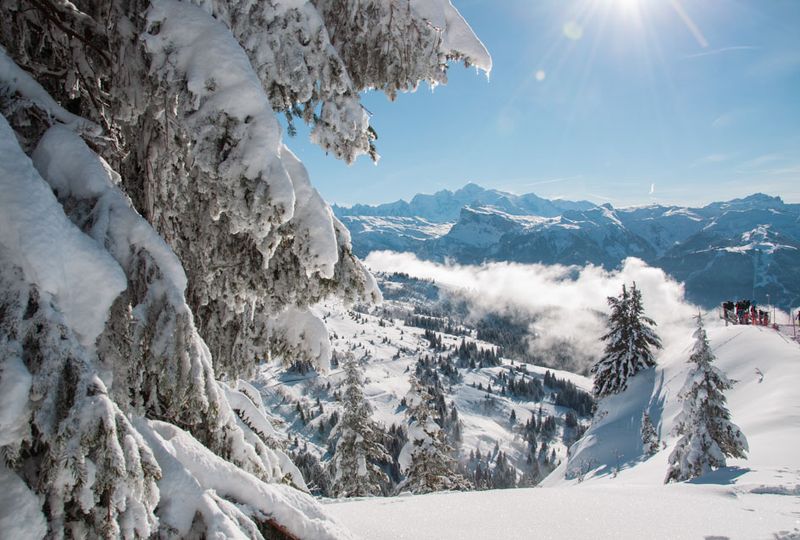 A very snowy day is captured, with a snow-laden tree branch in the foreground, high white mountains in the long distance